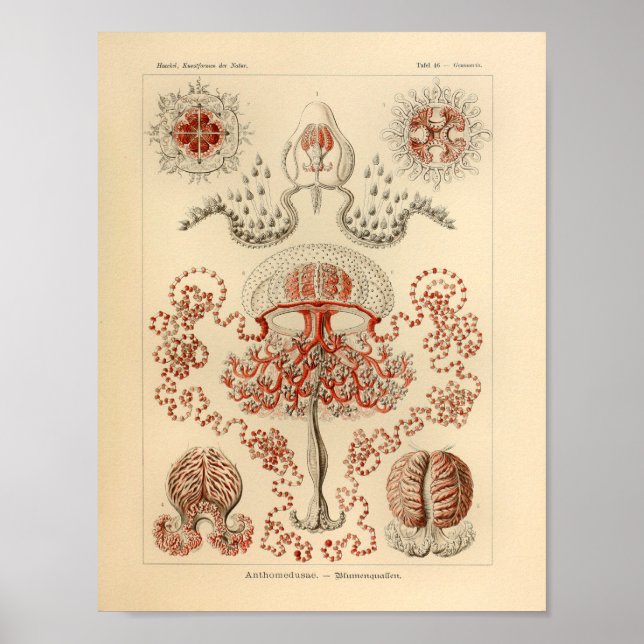 Vintage Anthomedusae Colour Ernst Haeckel Art Poster (Front)