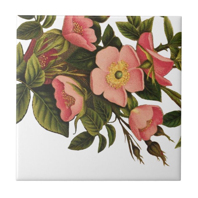 Vintage Antique Art Rose Flower Art Illustration Tile (Front)