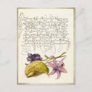 Vintage antique calligraphy botanical illustration holiday postcard