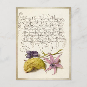 Vintage antique calligraphy botanical illustration postcard