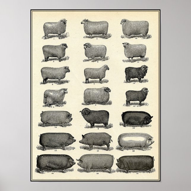 Vintage Antique Farm Animals Poster (Front)
