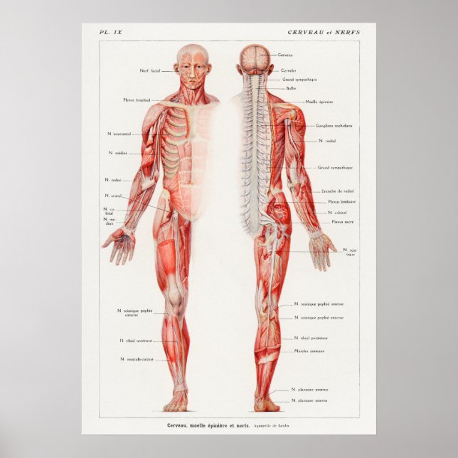 Vintage Antique French Anatomical Medical Diagram Poster (Front)