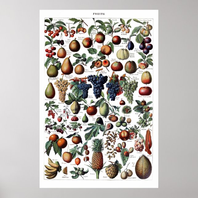 Vintage Antique French Fruit Print Poster (Front)