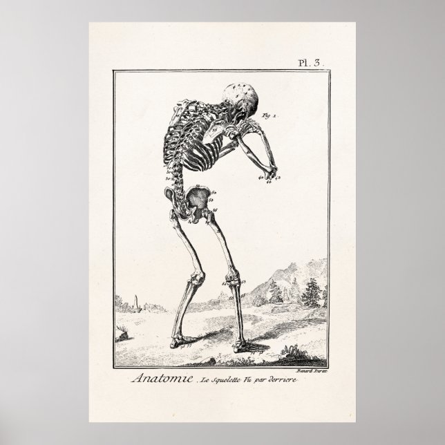 Vintage Antique Human Skeleton Medical Anatomy Poster (Front)