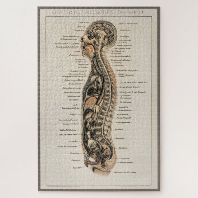 Vintage Antique Medical Anatomy Anatomical Diagram Jigsaw Puzzle (Vertical)