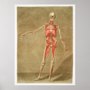 Vintage Antique Medical Anatomy Anatomical Diagram Poster