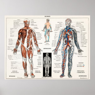 Vintage Antique Medical Anatomy Anatomical Diagram Poster