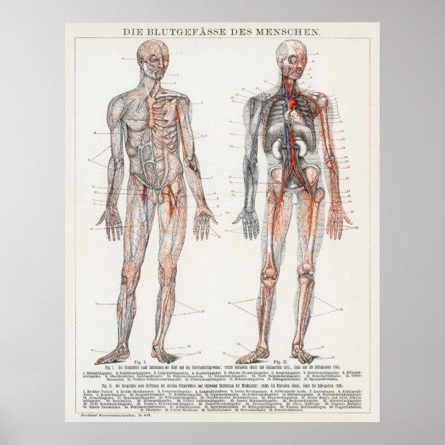 Vintage Antique Medical German Anatomical Diagram Poster (Front)