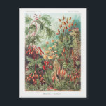 Vintage Antique Nature Flowers Rainforest<br><div class="desc">This magnetic card features 'Muscinae - Laubmoose' by  A. Giltsch,  from Ernst Haeckel's 1904 'Kunstformen der Natur' (Art Forms in Nature). For more like this,  and a wide range of other products,  please visit our store.</div>