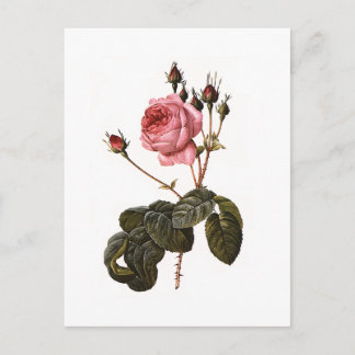 Vintage Antique Pink Garden Roses in Bloom Postcard