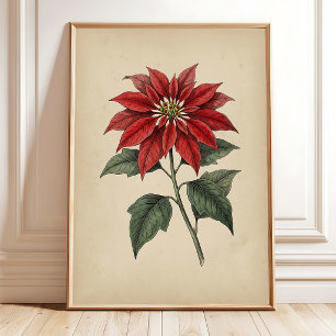 Vintage Antique Poinsettia Botanical Wall Art