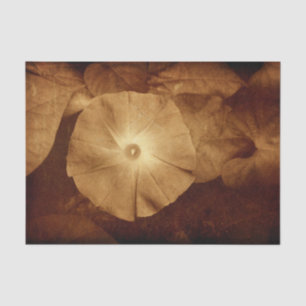 Vintage Antique Sepia Floral Morning Glory Tissue Paper