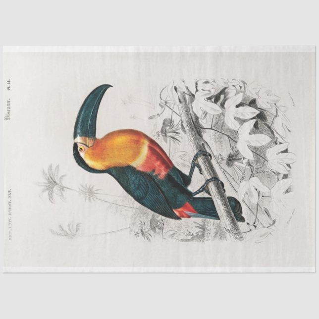 Vintage Antique Toucan Decoupage Tissue Paper (Front)