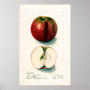 Vintage Apple Botanical Illustration Poster