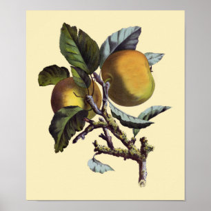 Vintage Apple Branch Poster