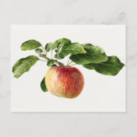 Vintage Apple Fruit Watercolor Painting