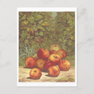 Vintage Apple Lithograph Postcard