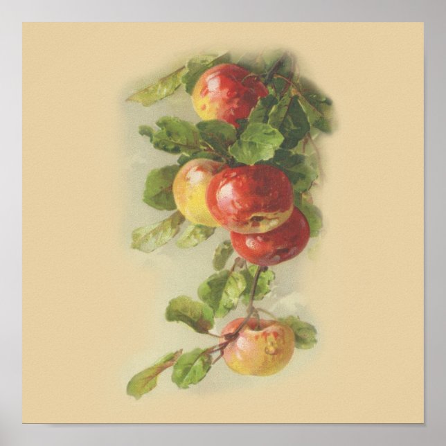Vintage apples poster (Front)