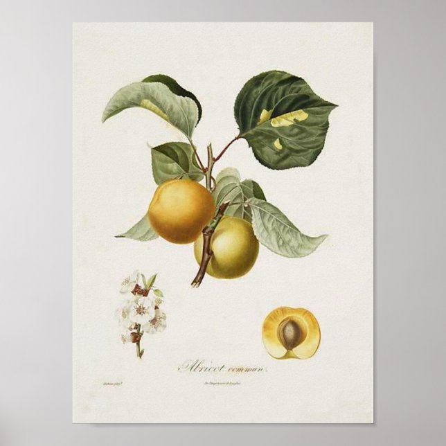 Vintage Apricot Poster (Front)