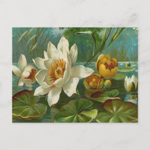 Vintage, Aquatic Flower, Wife Birthday Postcard