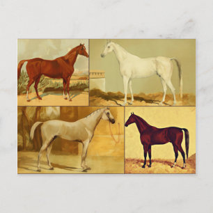 Vintage  Arabian horses - collage Postcard