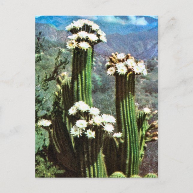 Vintage Argentina, Flowering Cactus Postcard (Front)