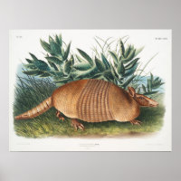 Vintage Armadillo Illustration