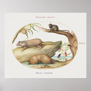 Vintage Armadillo Illustration Poster