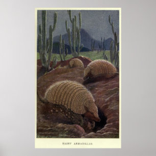 Vintage Armadillo Painting (1909) Poster