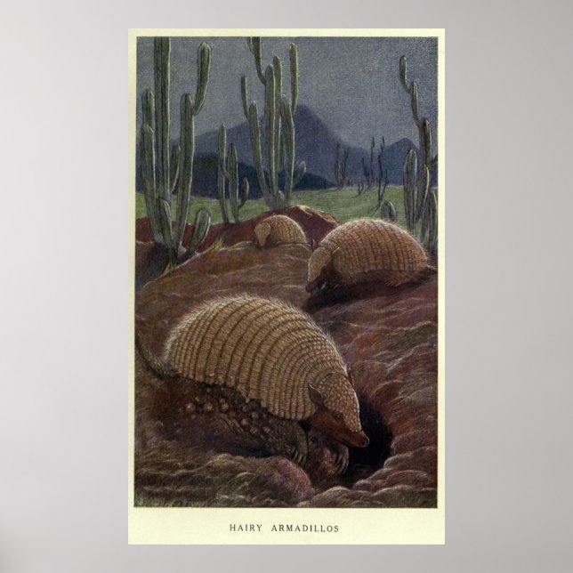 Vintage Armadillo Painting (1909) Poster (Front)