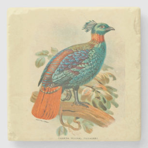 Vintage Art Birds Colourful Pheasant Illustration  Stone Coaster