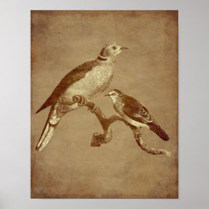 Vintage Art Doves Bird Aged Look Animal Art Poster