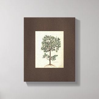 Vintage Art Drawing Botanical Olive Tree Canvas