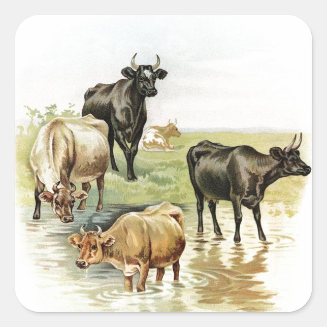 Vintage Art Farm Animals Cows Square Sticker (Front)