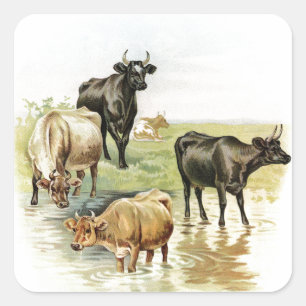 Vintage Art Farm Animals Cows Square Sticker