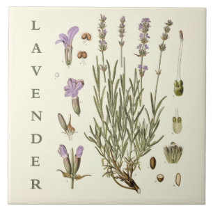 Vintage Art: Lavender Plant and Flowers Scientific Tile