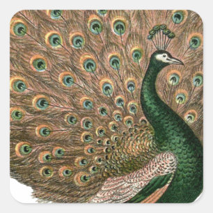 Vintage art Peafowl (peacock) plummage green gold Square Sticker