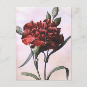 Vintage Art Red Carnation Flower Postcard