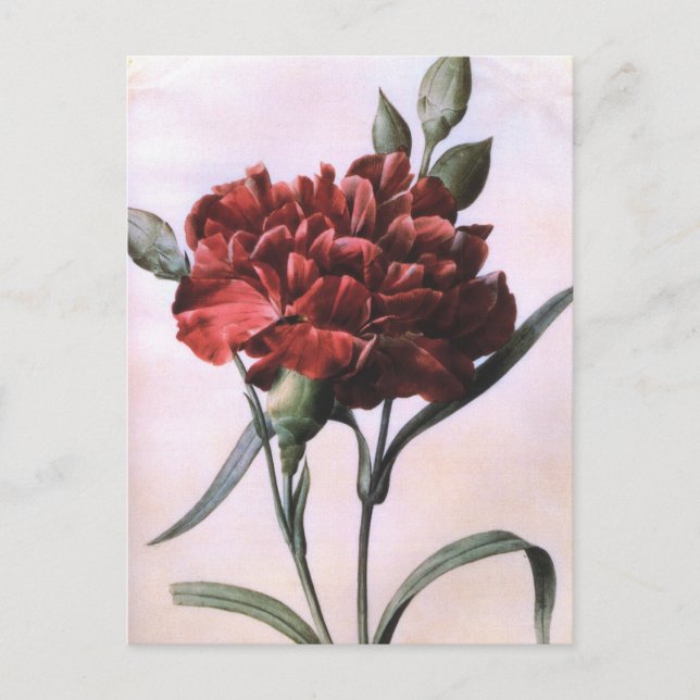 Vintage Art Red Carnation Flower Postcard (Front)