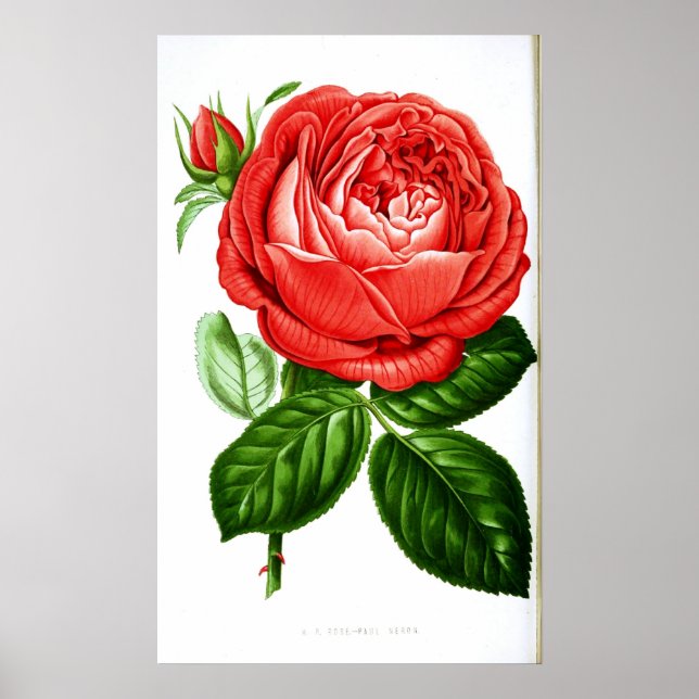Vintage Art Red Rose Poster (Front)