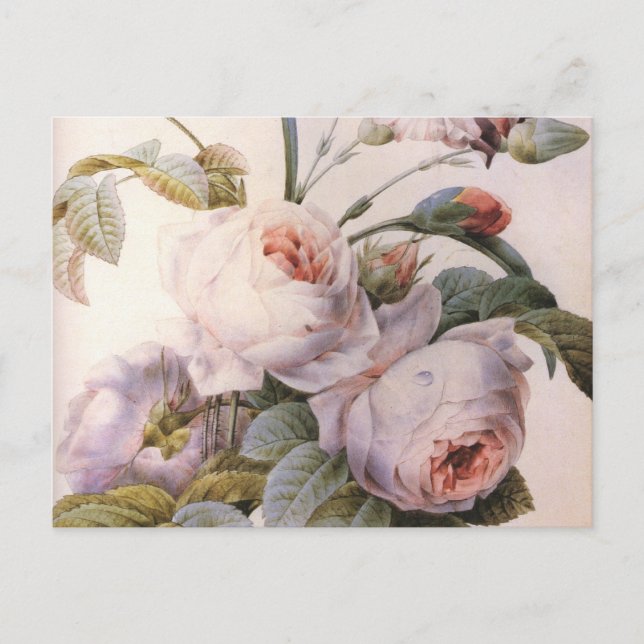 Vintage Art Rose Carnation Flower Postcard (Front)
