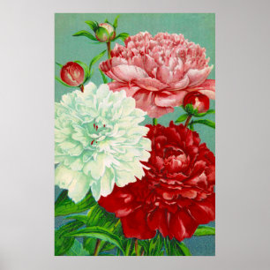 Vintage Art vintage floral Peonies Print