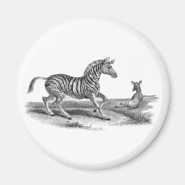 Vintage Art Zebra Mare And Foal Wildlife Magnet (Front)