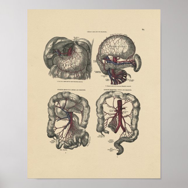 Vintage Artery Anatomy 1880 Print (Front)