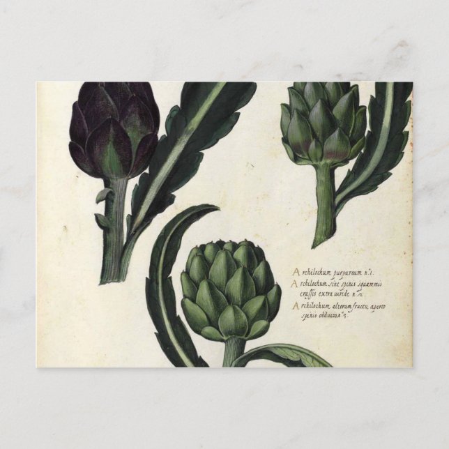 Vintage Artichoke Botanical Print Postcard (Front)