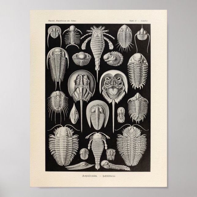 Vintage Aspidonia Colour Ernst Haeckel Art Print (Front)