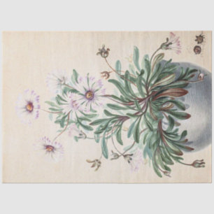 Vintage Asters in a Pot Tissue Paper