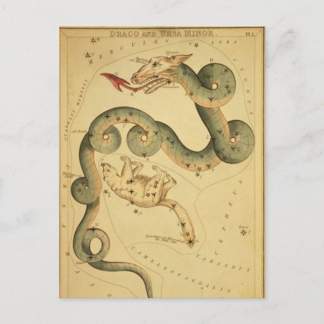 Vintage astronomy print Draco & Ursa Minor Postcard (Front)