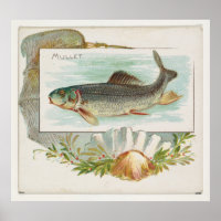 Vintage Atlantic Mullet Fish (1889)
