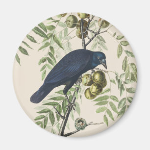 Vintage Audubon American Crow Bird Nature Art Magnet